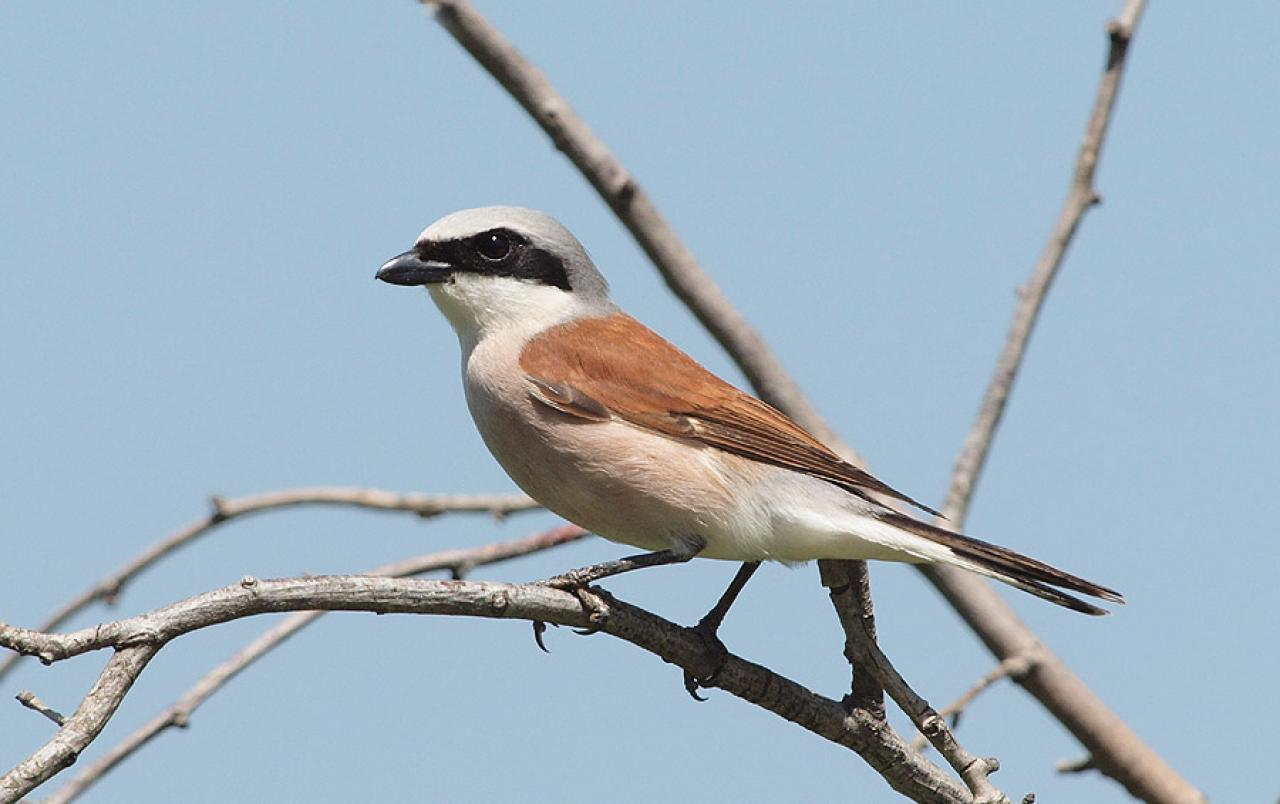 Concurs: Cinci păsări concurează pentru titlul de „Pasărea Anului 2026”