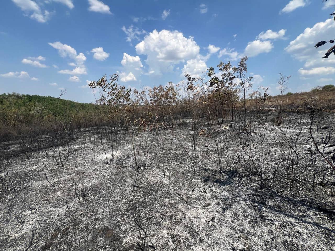 Peste 12 hectare de pădure, afectate în incendiul din Cahul. Ministerul Mediului: Va fi nevoie de șapte ani pentru a-și reveni pădurea
