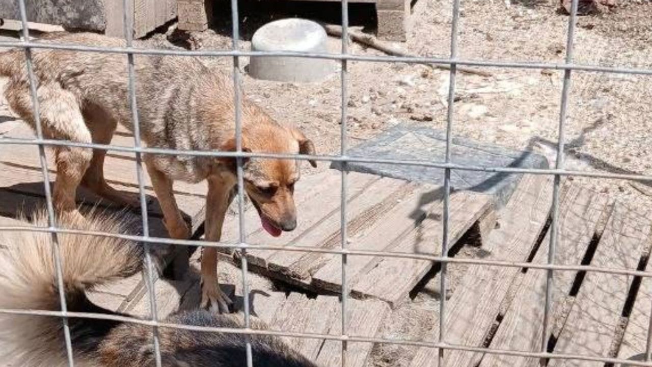 Azilul de câini din sectorul Râșcani este închis: Animalele, relocate într-un spațiu mai sigur 
