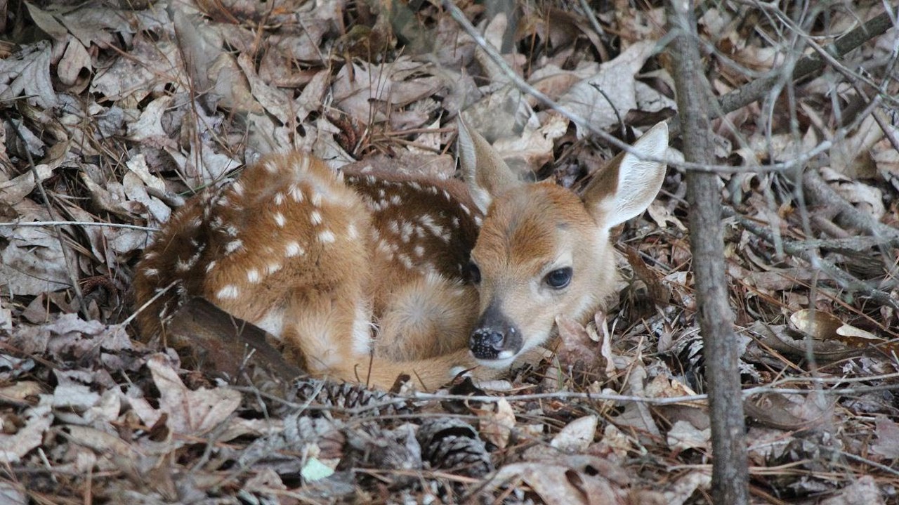 Deer killed in Orhei. The suspect risks a fine of up to 42 thousand lei or imprisonment