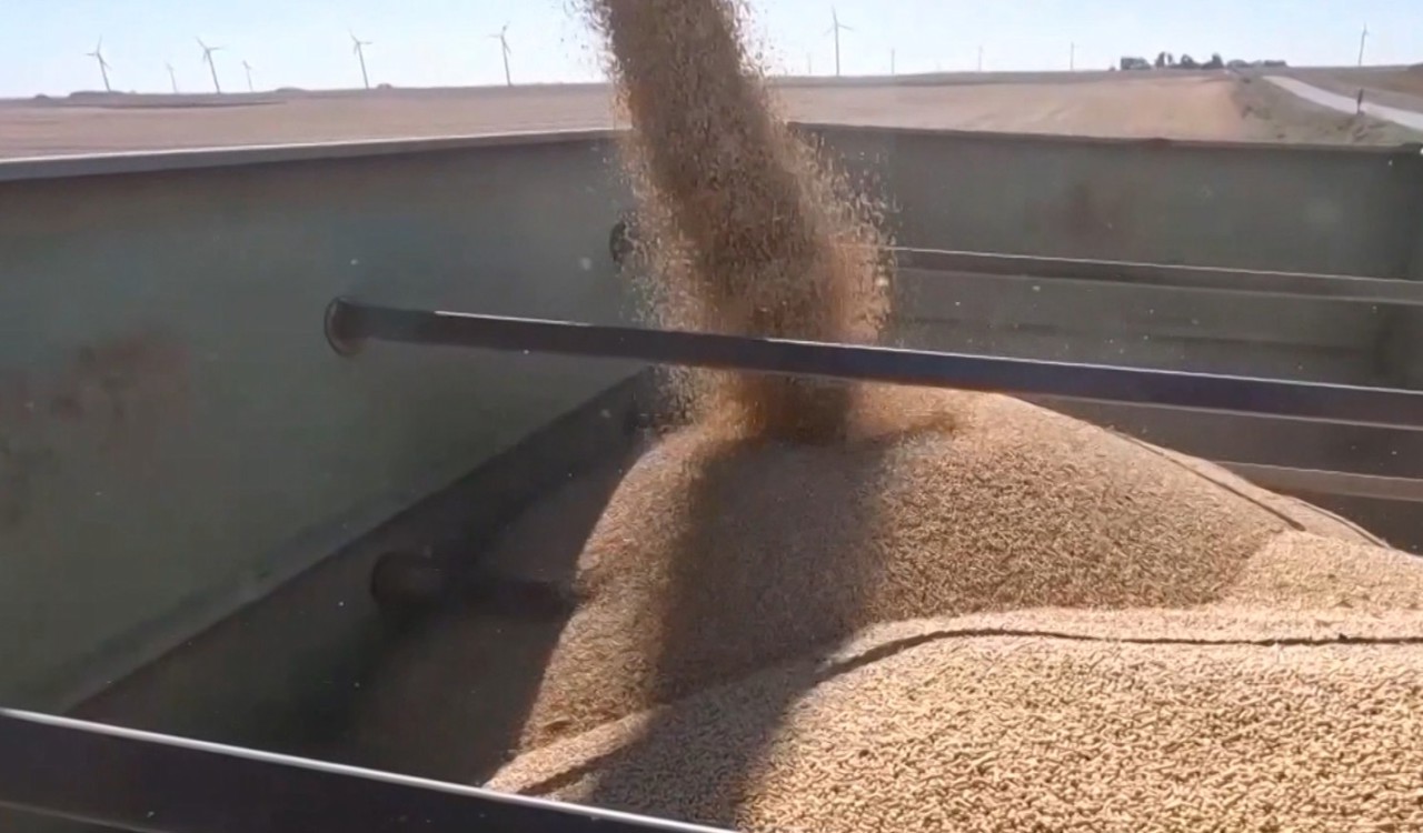 Suprafețele cultivate cu soia, în continuă scădere. Seceta persistentă și costurile ridicate, principalele provocări  