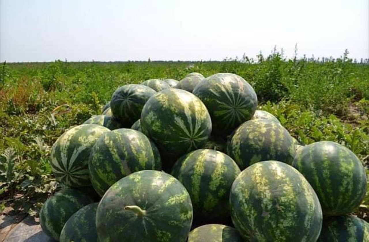 Agricultura din Fălești, promovată activ pe rețelele sociale: Povestea unui băiat de 13 ani din Mărăndeni, care lucrează cot la cot cu părinții 