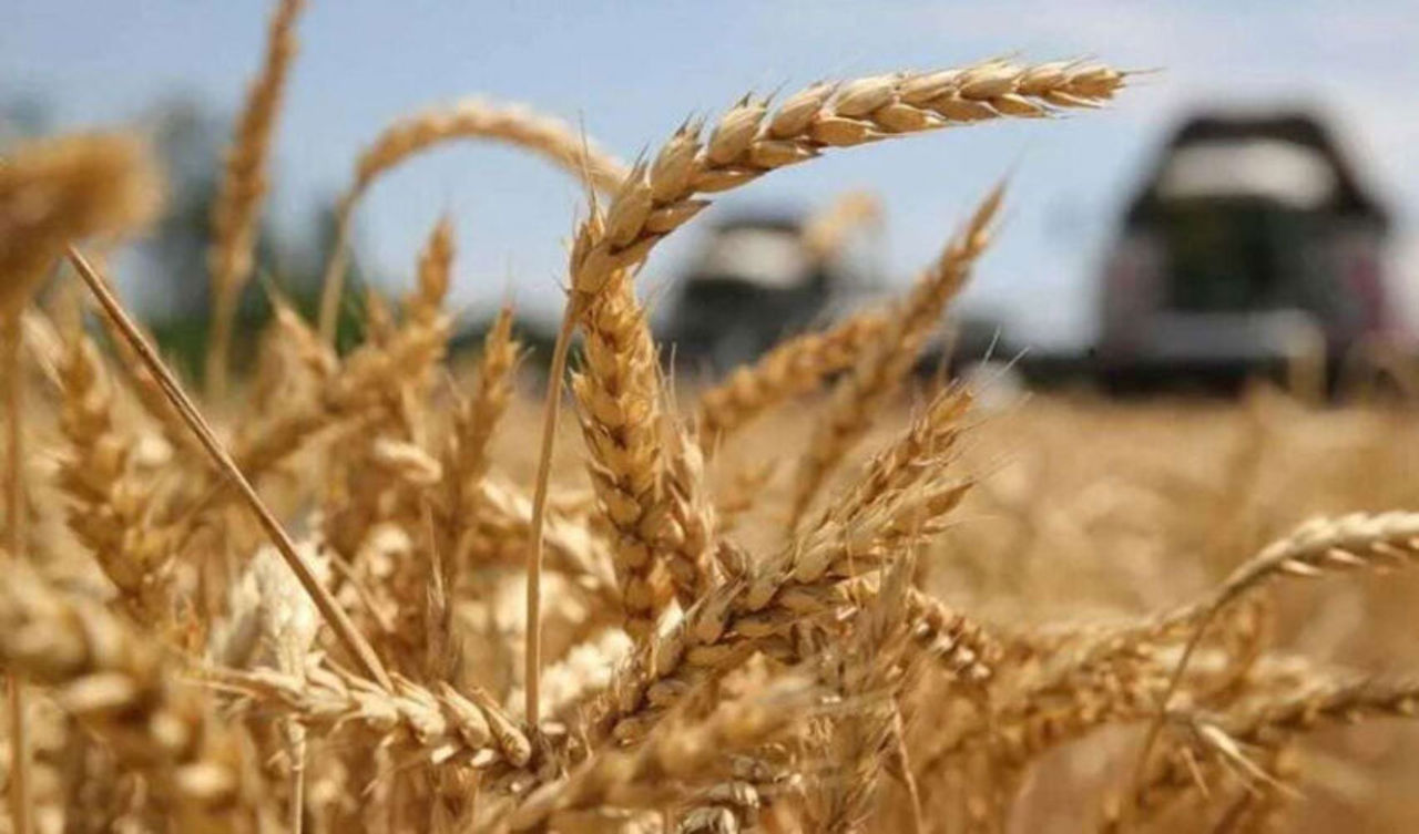 Favourable weather drives record wheat harvest in Moldova