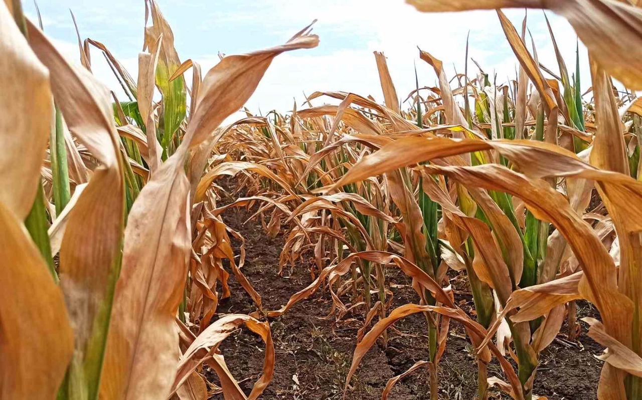 Жара и засуха уничтожают урожай в Каушанском районе