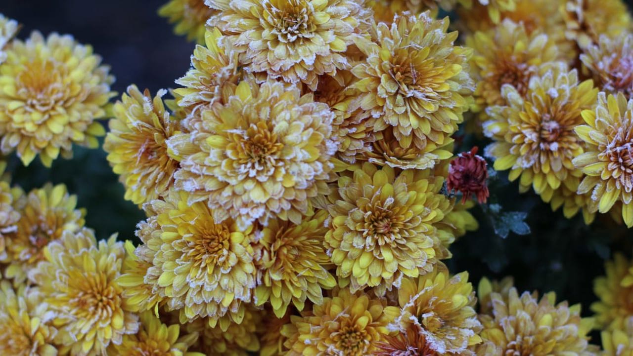 Cod galben de înghețuri în Republica Moldova: agricultorii sunt îndemnați să-și protejeze culturile