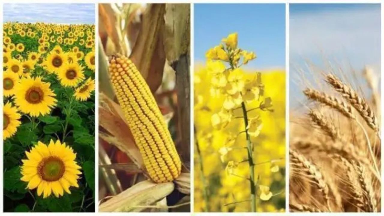 Exporturi-record de rapiță și orz: an agricol bun pentru R. Moldova