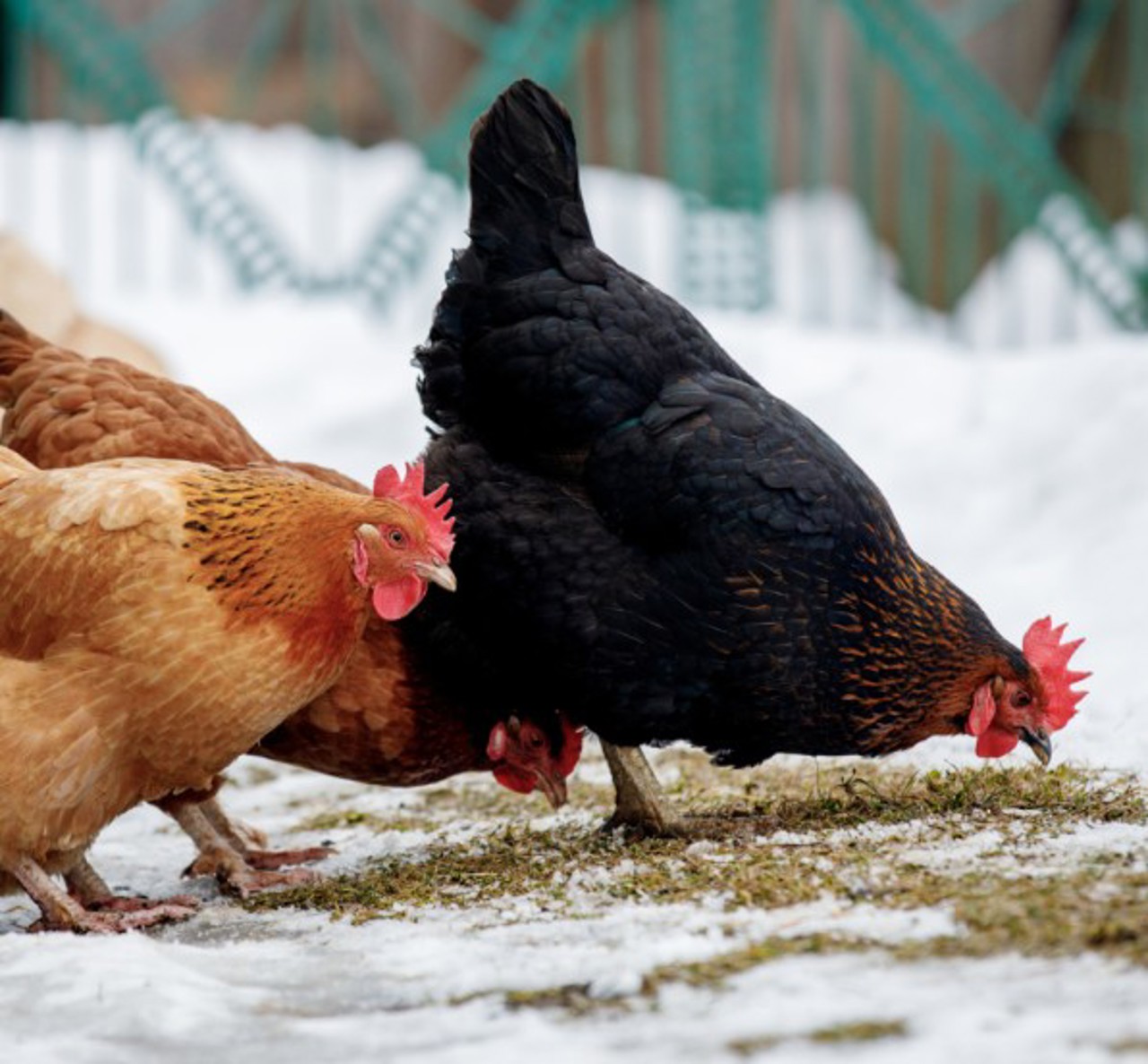 Condițiile pe care trebuie să le îndeplinească gospodarii din R. Moldova pentru a putea vinde legal lapte, carne și ouă direct din curte