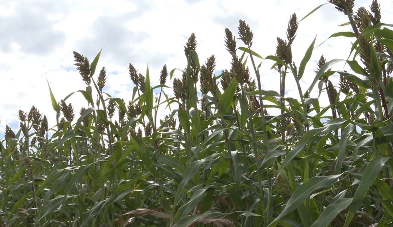 Sorghum becomes increasingly popular. Farmer: “The results remain good even during drought”