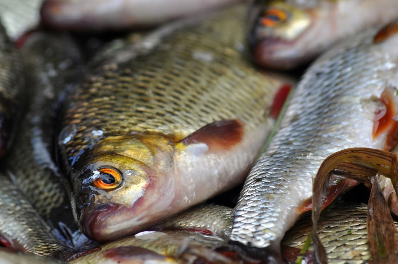 Ecologist urges multi-year ban on eating the Nistru fish