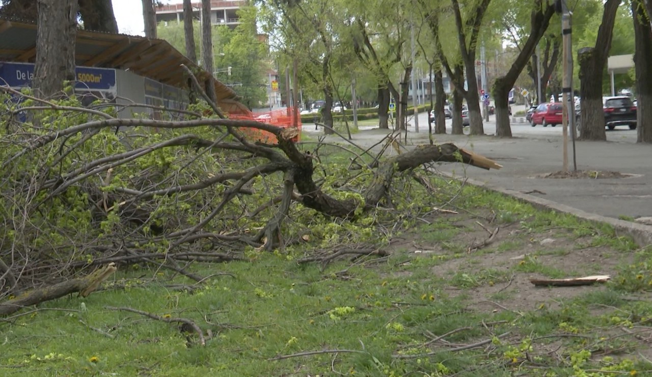 Un bătrân mort și un copil în stare gravă la spital după vântul de duminică: Planul de defrișare a copacilor din capitală ar putea fi revizuit