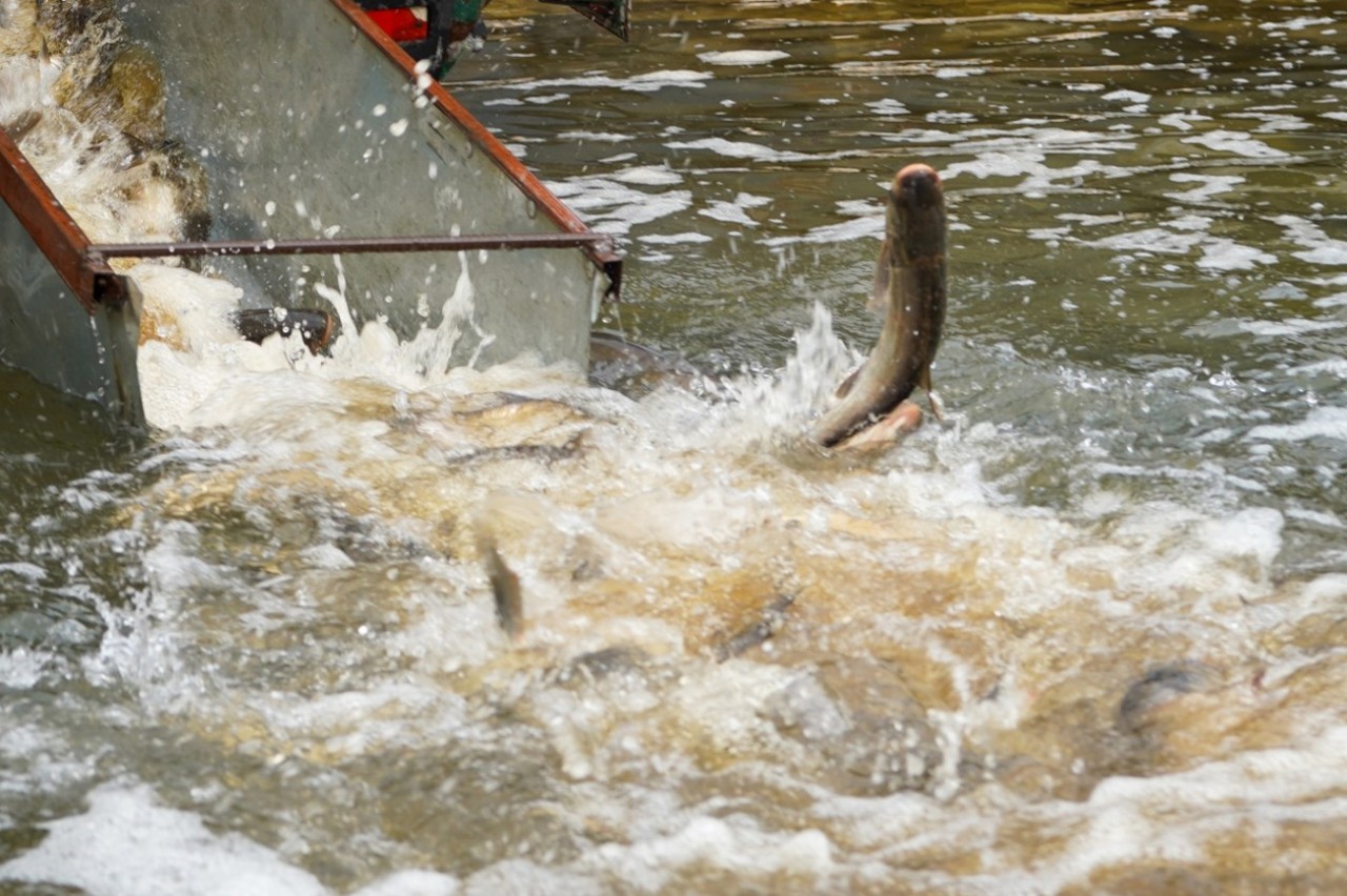 Lacul de acumulare Costești-Stânca a fost populat cu 2.5 tone de pește: În Nistru vor ajunge cinci tone în toamnă 