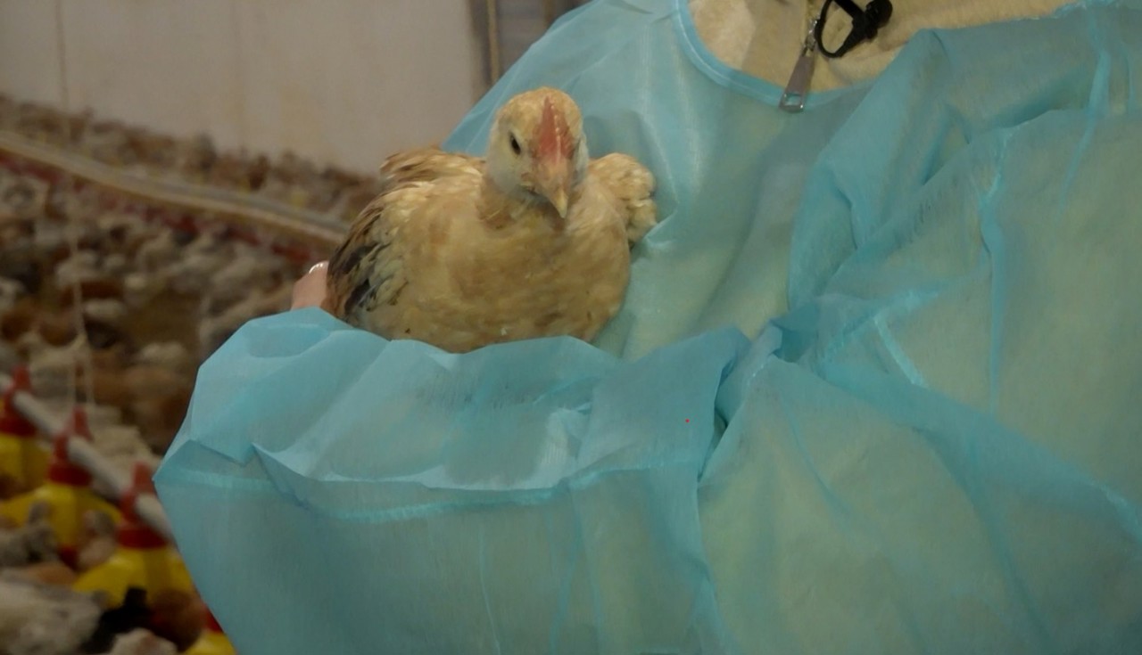 PORTRETE DE CURAJ | Antreprenoarea care crește sute de mii de păsări: A început cu o mică hală în satul de baștină 