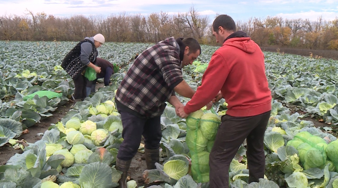 Afacerea a trei frați agricultori din Puhăceni: „Nu este mereu profit, dar suntem acasă” 