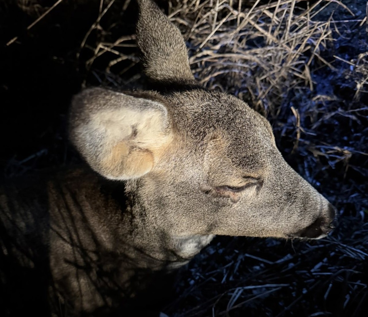 На юге Молдовы спасли попавшую под машину косулю