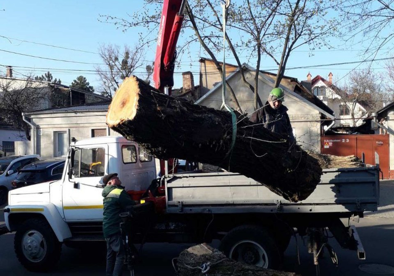 Consecințele vântului // Specialiștii de la „Spațiile verzi” au intervenit la peste 100 de adrese din capitală