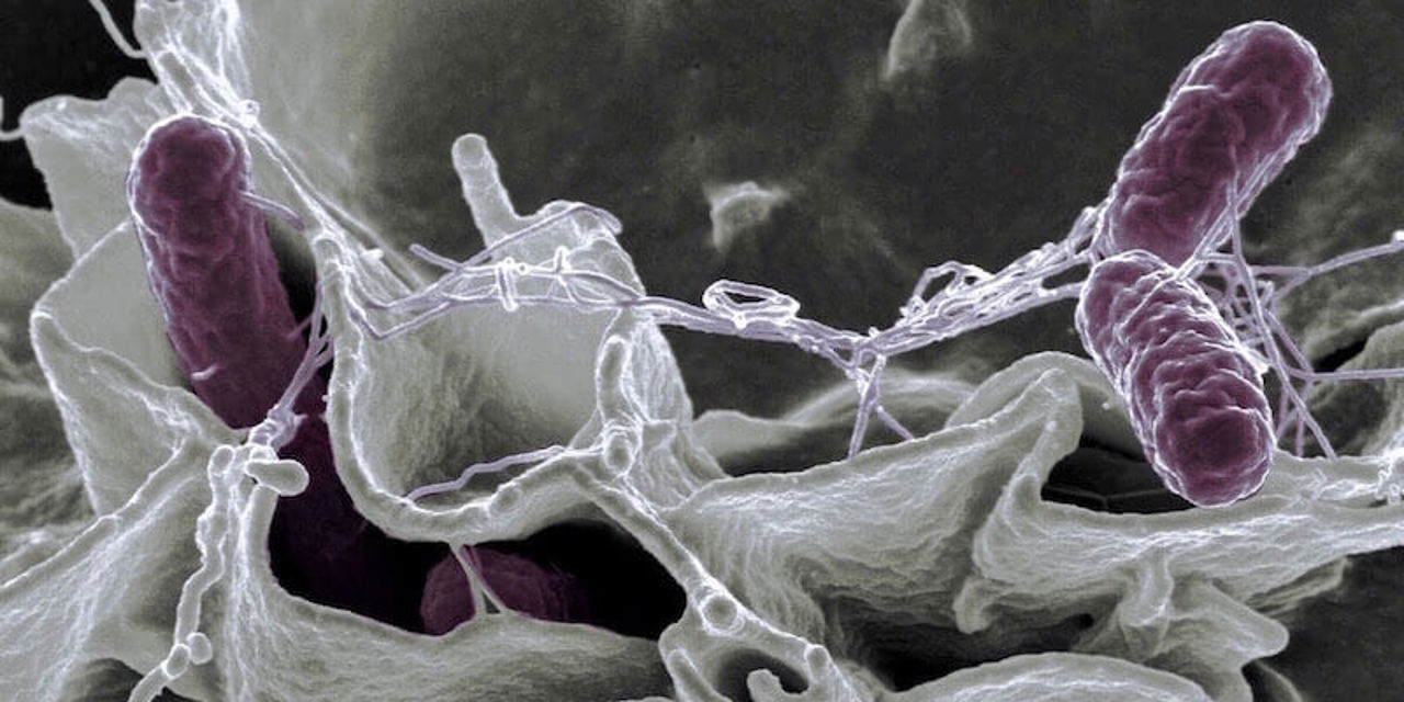 Заморозка не спасает: сальмонеллу всё чаще находят в мясе птицы
