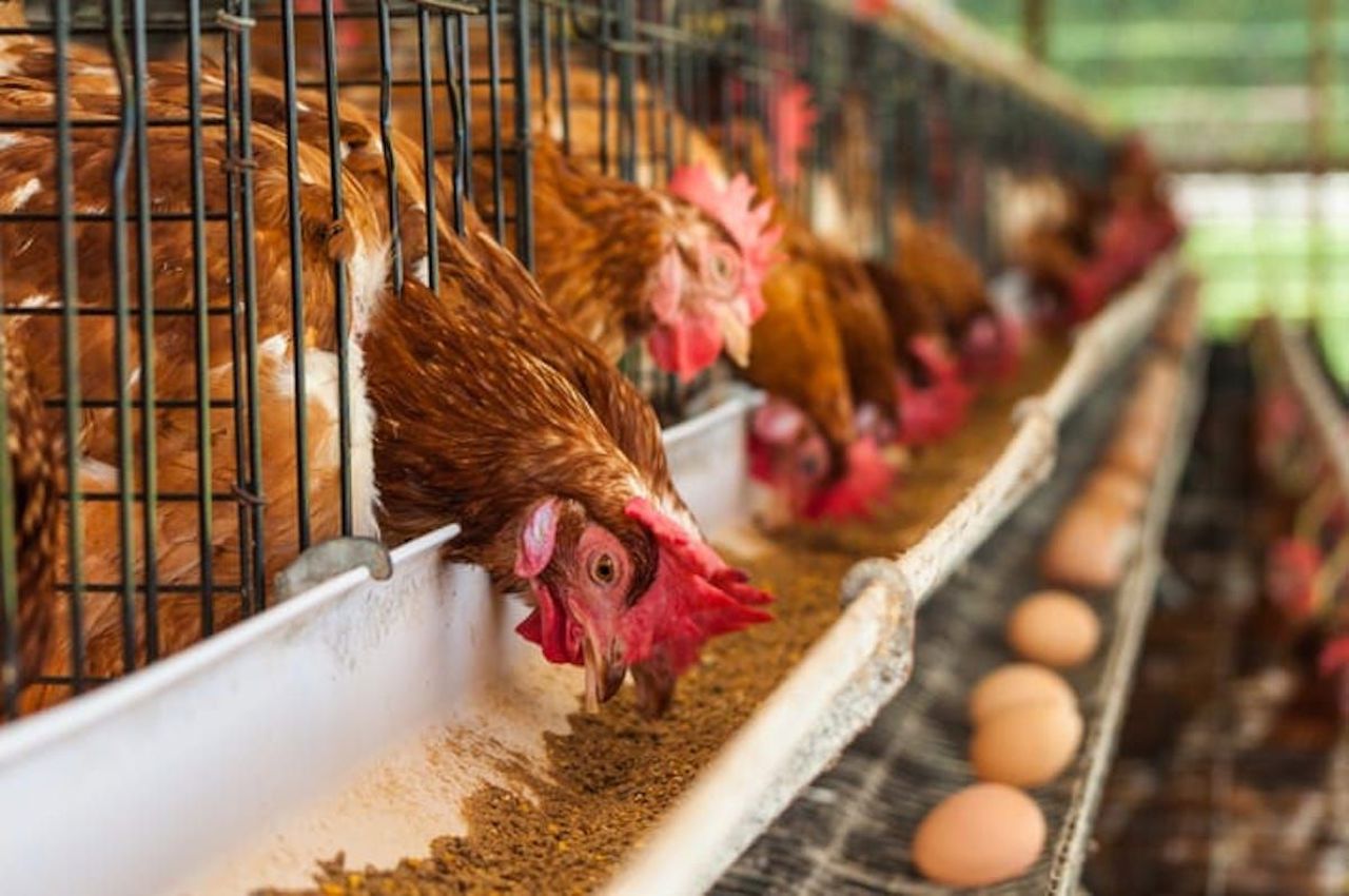 Moldovan poultry farms enter EU market