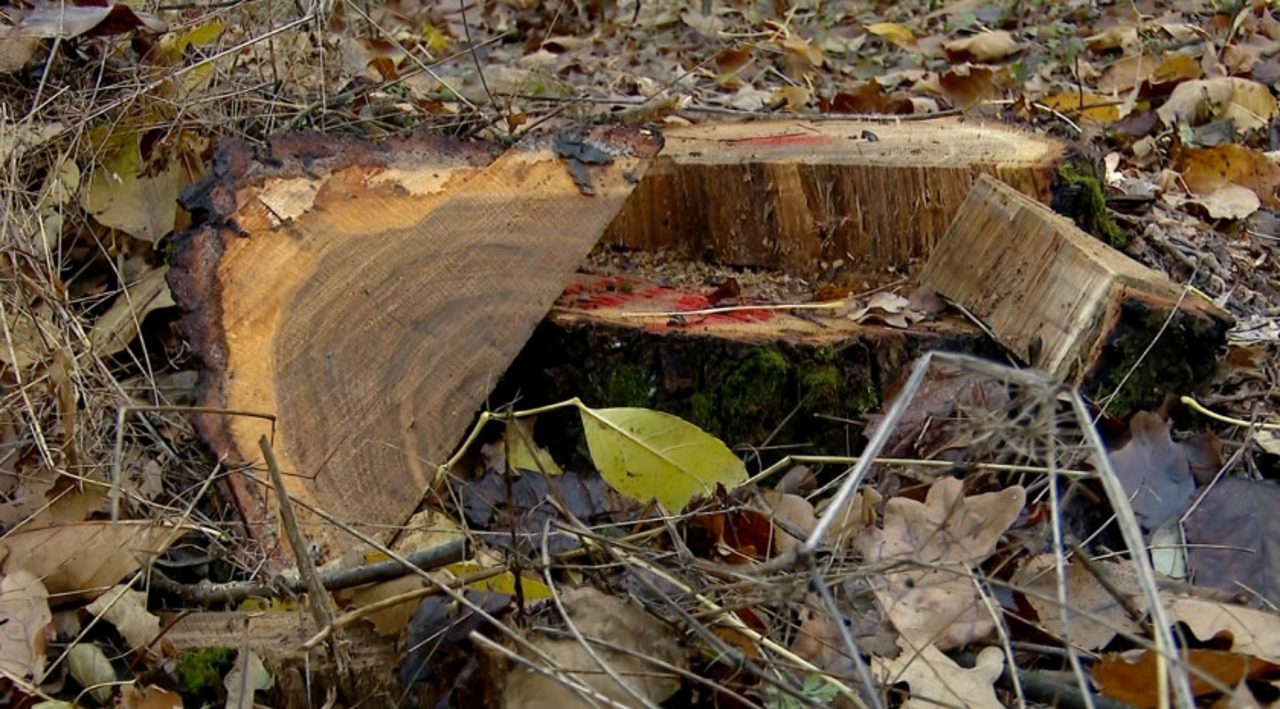 Alți aproape 180 de arbori, tăiați ilegal la Vadul lui Vodă. Prejudiciul depășește 550.000 de lei