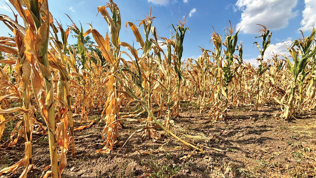 Alocații de 50 de milioane de lei: Guvernul sprijină agricultorii cu recolte compromise de porumb și floarea soarelui