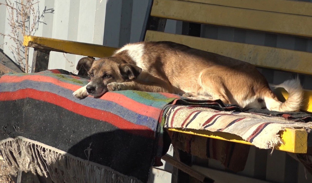 Peste 200 de animale fără stăpân găsesc sprijin într-un adăpost temporar de la Comrat 