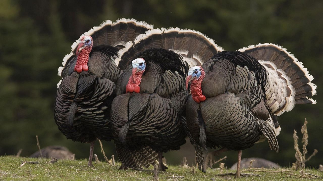 Afacerea inedită a doi antreprenori care dau dovadă de curaj și perseverență 