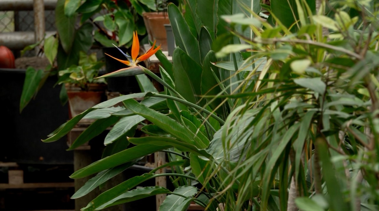 Grădina Botanică, la 75 de ani de la fondare: Păstrează peste 7.500 de specii de plante, inclusiv unele rare, pe cale de dispariție