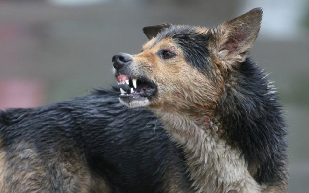 Veterinary alert: rabies and African swine fever outbreaks in several districts