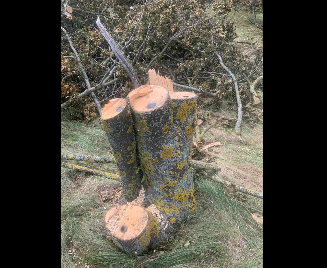Defrișări ilegale în Drochia și Nisporeni: Peste 160 de arbori tăiați, pagube de 64.000 de lei