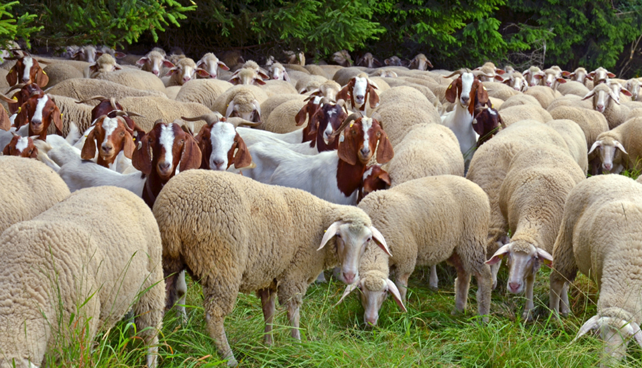 AIPA a început debursarea subvențiilor: 10 milioane de lei au ajuns deja la crescătorii de ovine și caprine