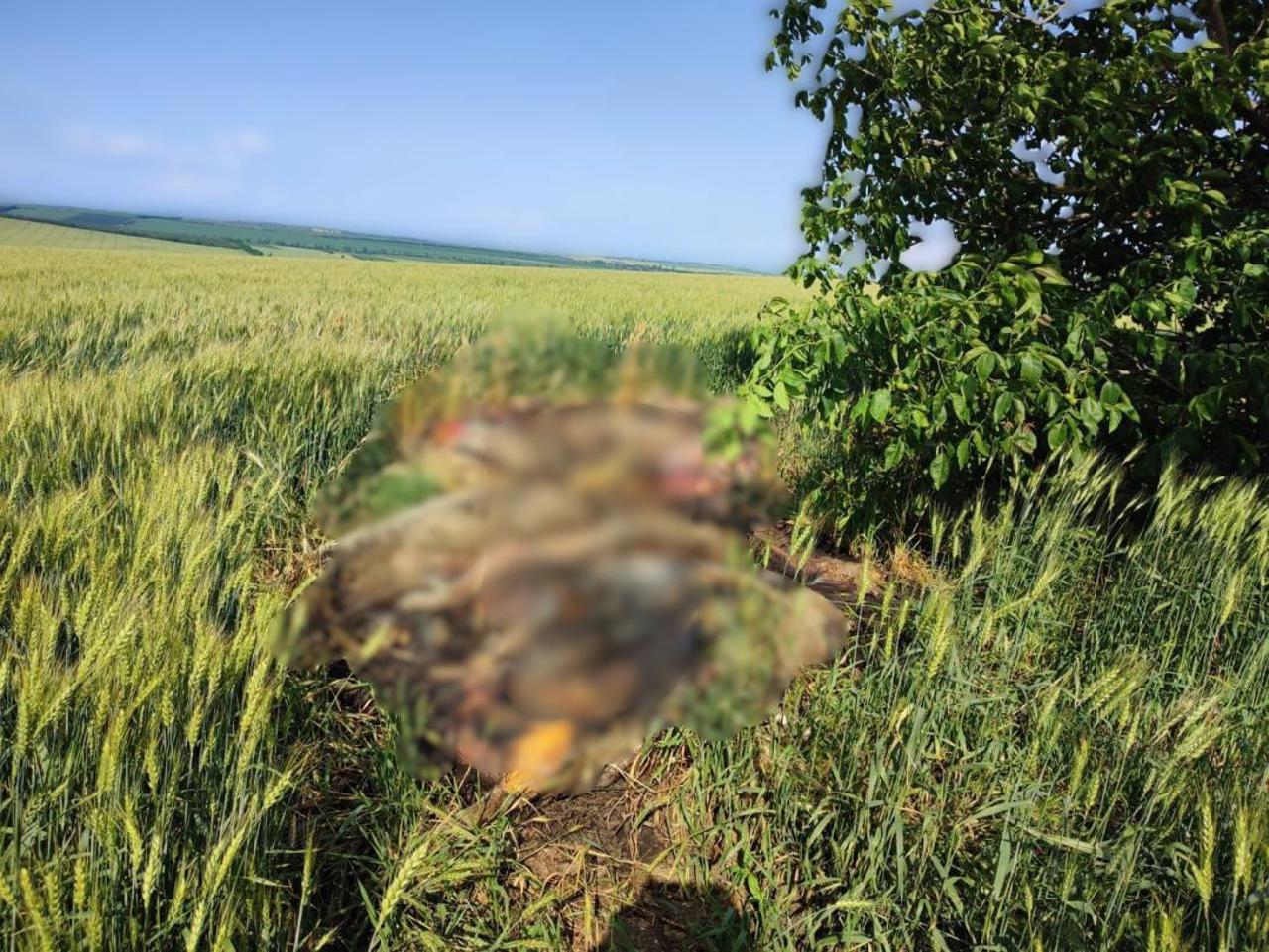 Focar de pestă porcină africană în Drochia: leșurile a 16 porci domestici, aruncate într-un lan de grâu
