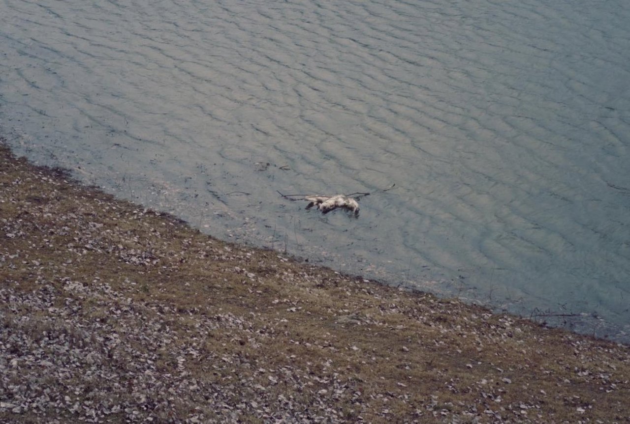 Cauza morții păsărilor de pe Nistru, stabilită: ANSA a confirmat gripa aviară