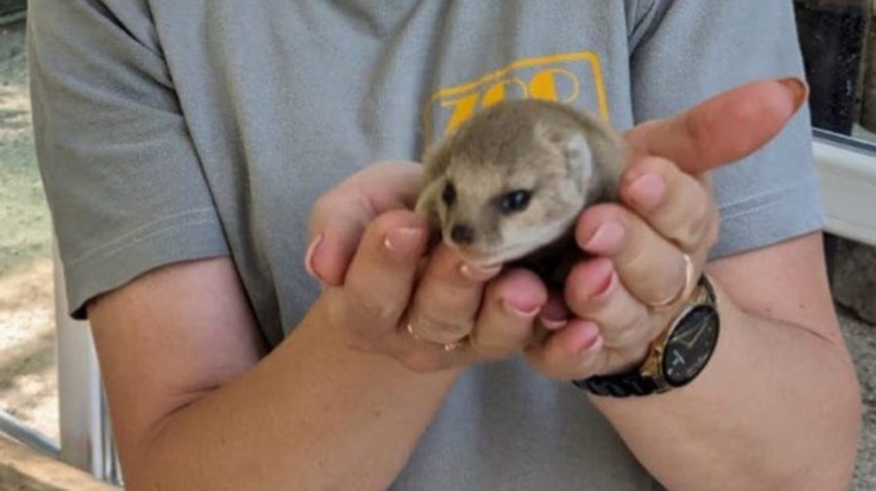 В зоопарке Кишинэу можно полюбоваться красно-желтыми мангустами