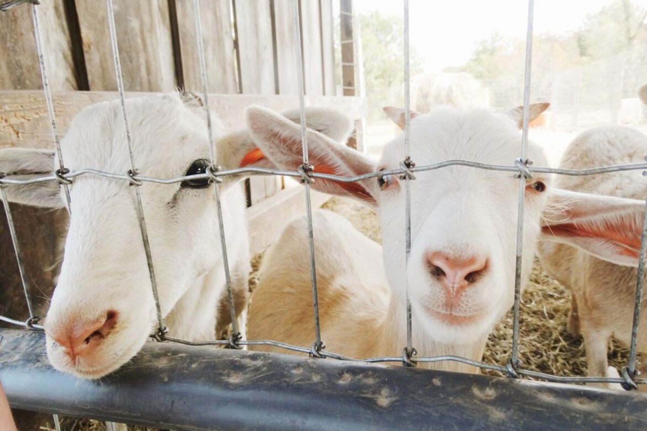 Cahul: De la câteva capre la o fermă prosperă. Povestea familiei Țiganiuc