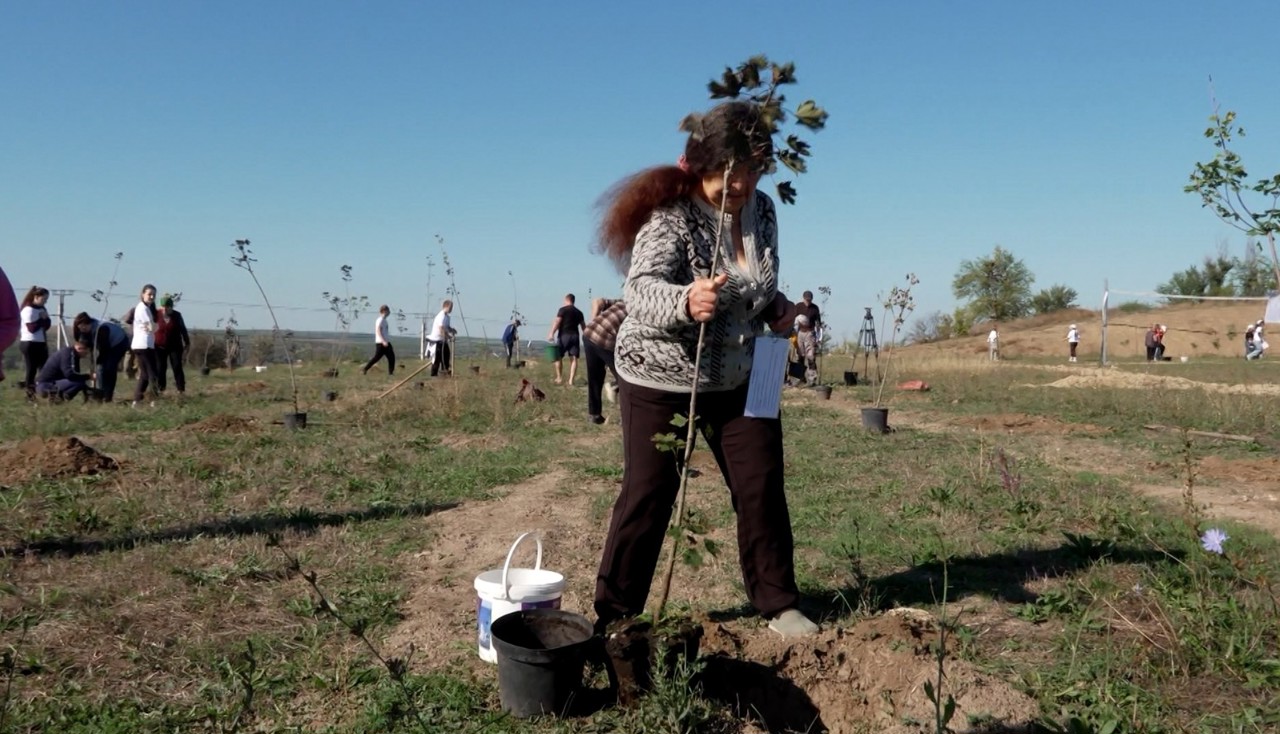 Un fost stadion din Socoleni se transformă în spațiu verde: Au fost plantați peste 350 de arbori de diferite specii 