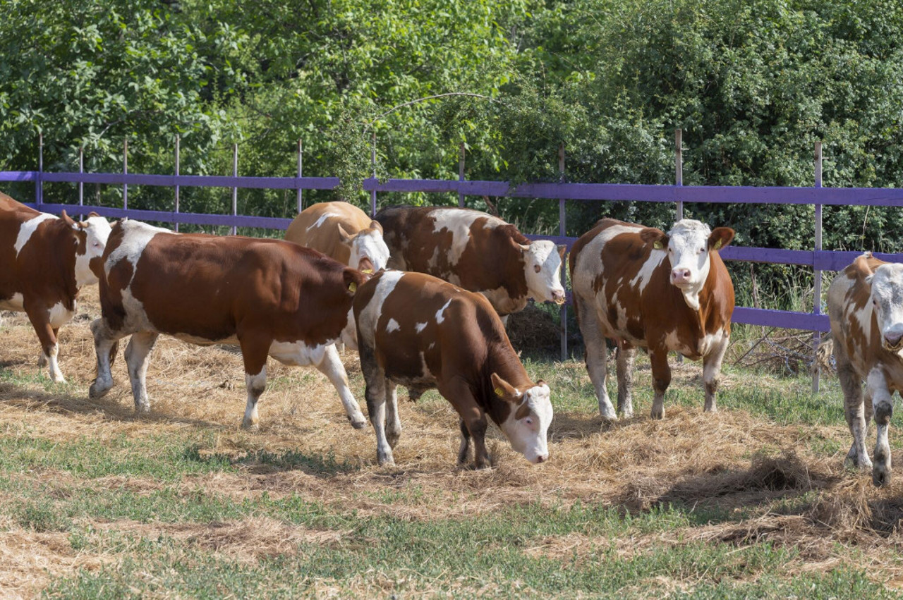 Subvenții de 100 de milioane de lei: AIPA anunță oferta pentru crescătorii de animale