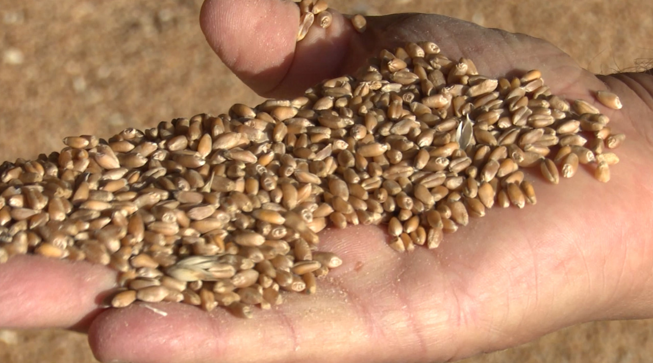 Record exports and heavy losses marked a contrasting year for Moldovan agriculture