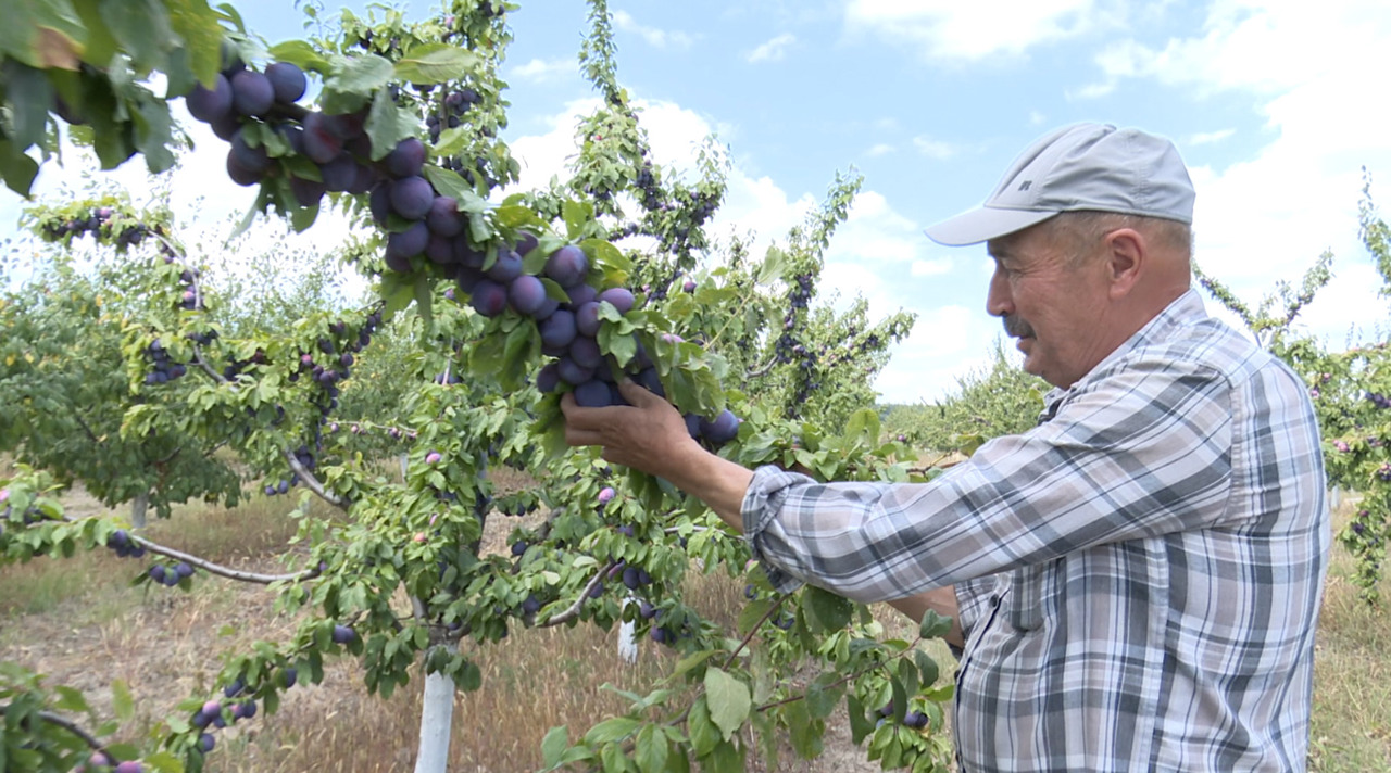 Abandoned land turned into a fruitful plum orchard in Marinici