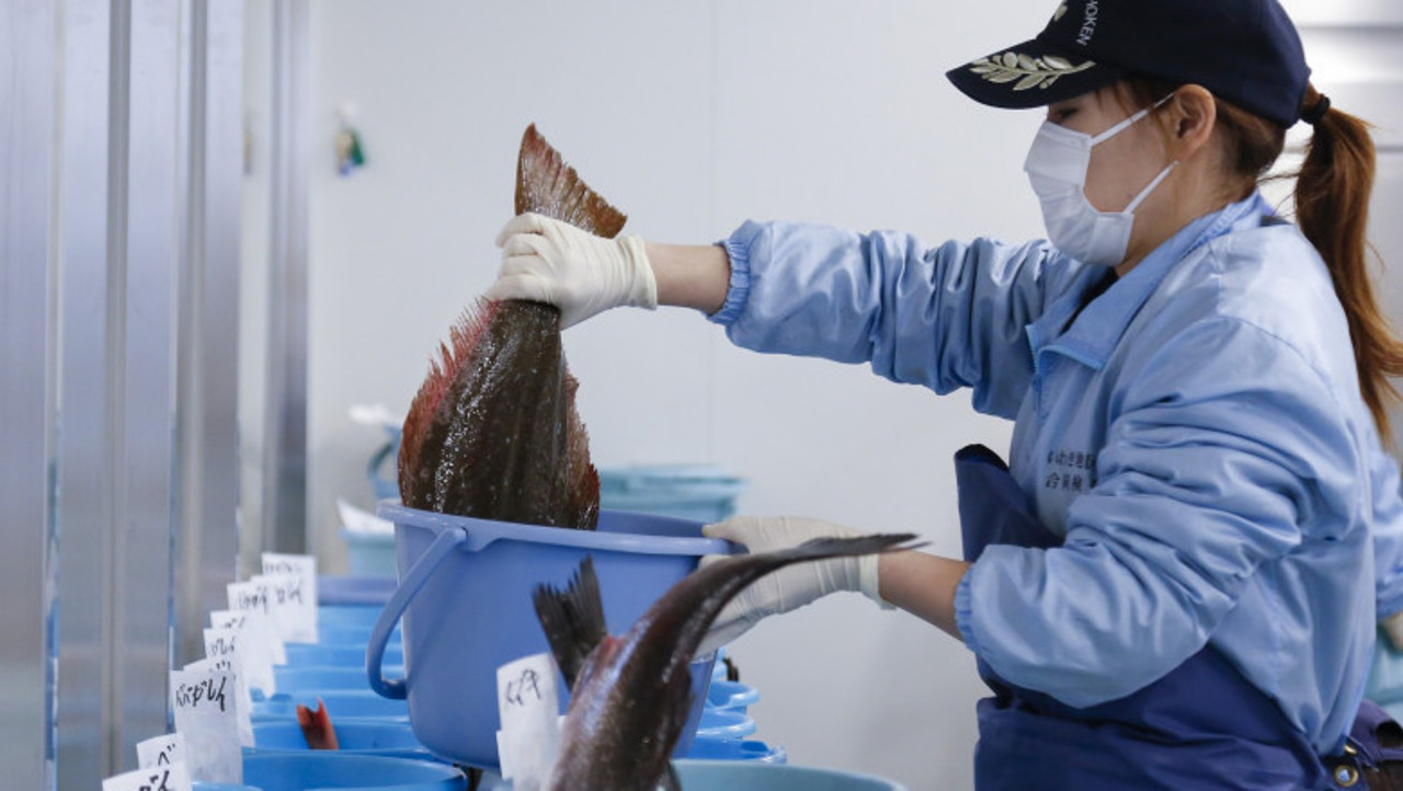 Prețul peștelui scade în portul Fukushima după eliberarea apelor radioactive în oceanul Pacific