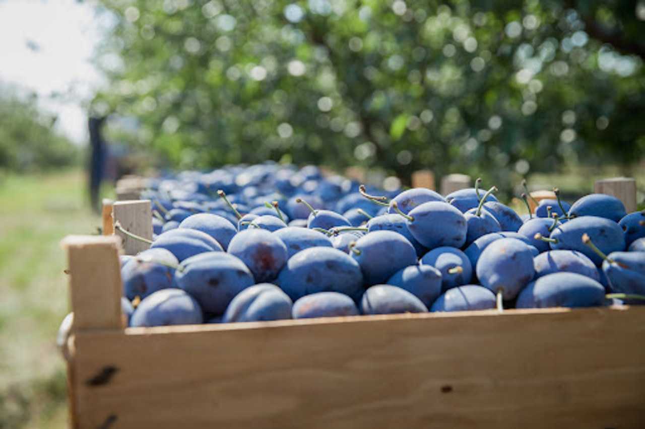 Moldova Boosts Fruit Exports with Quality Push
