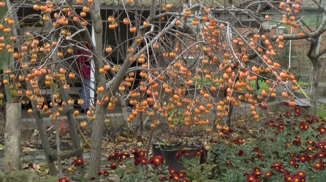 Tropical oasis in northern Moldova: Meet the man growing kiwi, persimmon, and figs in Drochia
