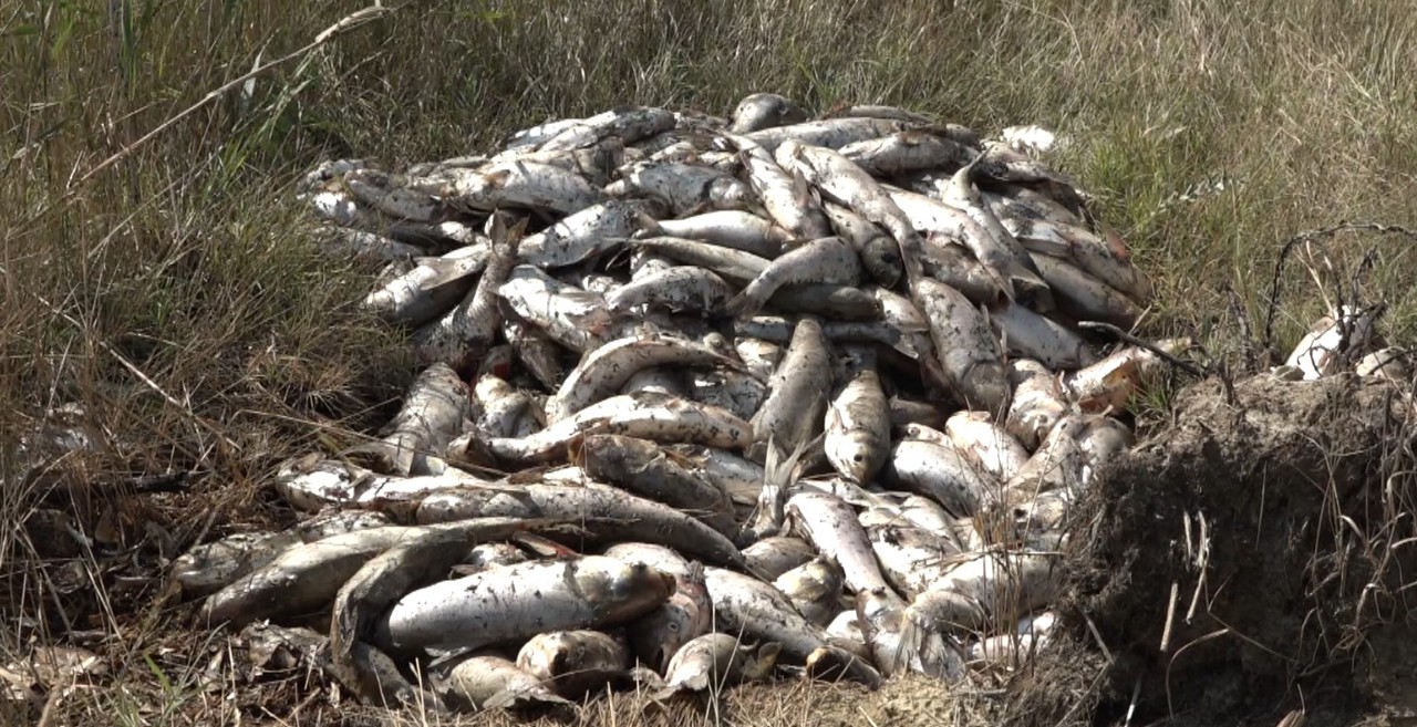 Comrat: Două tone de pește mort descoperite în iazul din Congazcic