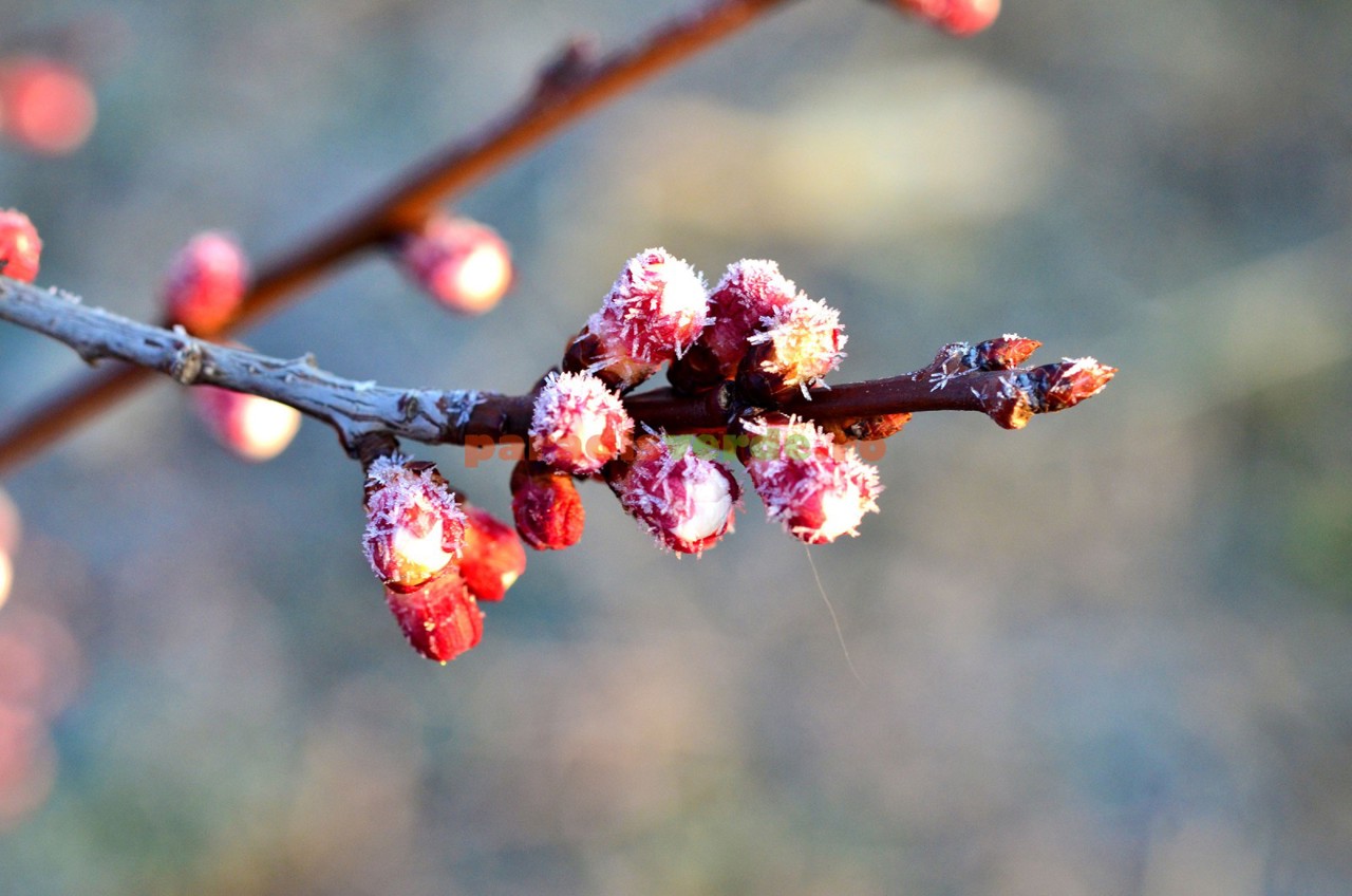 Sunt posibile înghețuri de până la -3 grade. Specialiștii vin cu recomandări pentru agricultori