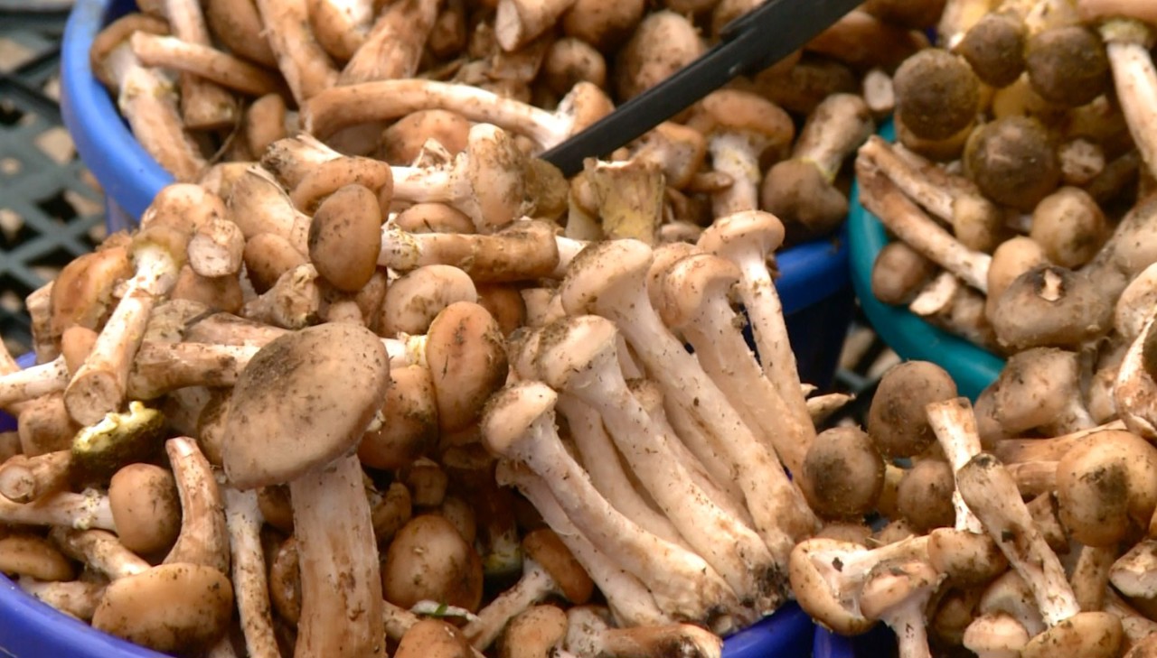 Fatal mushroom poisoning warning after hospitalisations in Moldova