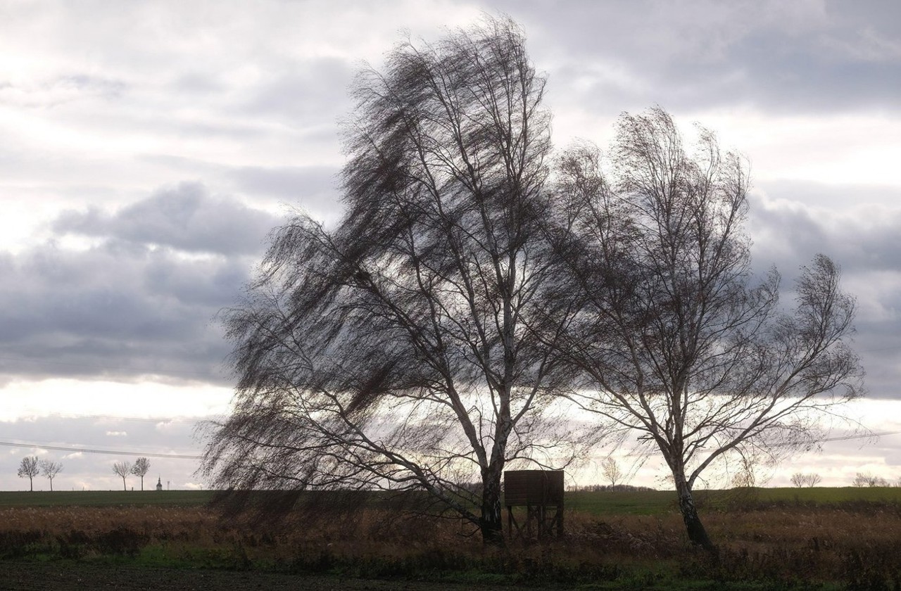 Yellow wind code forecast in the northern and central districts of the country