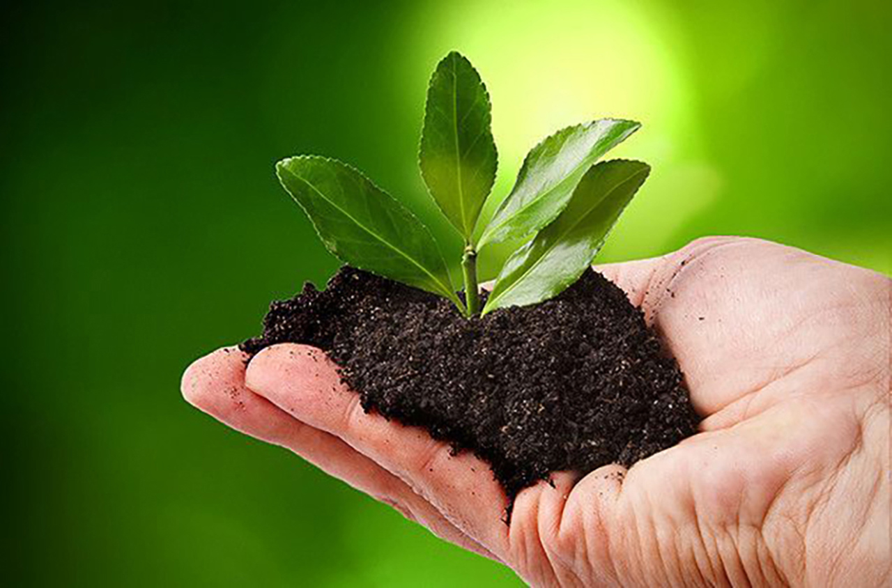 В марте стартует новая кампания по облесению страны