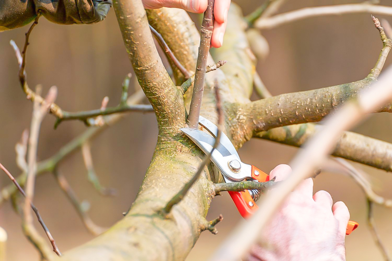 De la meri și peri la kiwi și rodii: o familie din Briceni aduce fructe exotice în grădinile din R. Moldova