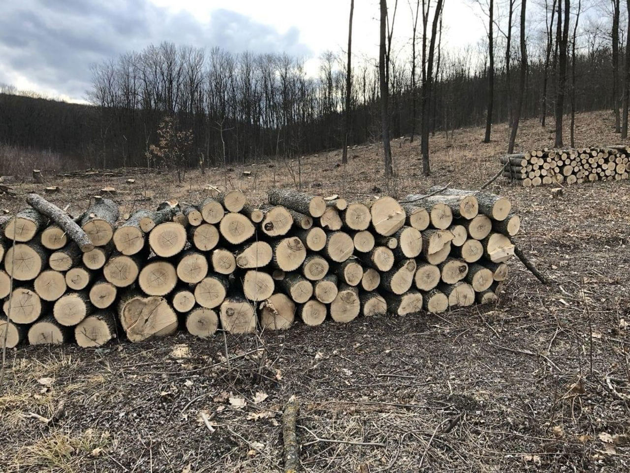 De la pădure la depozit: Cum vrea statul să controleze vânzarea lemnului