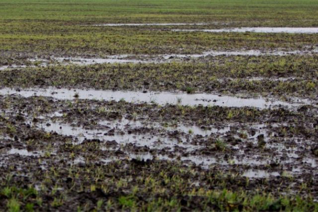 Specialist în agricultură: ploile recente asigură condiții bune pentru semănatul de toamnă