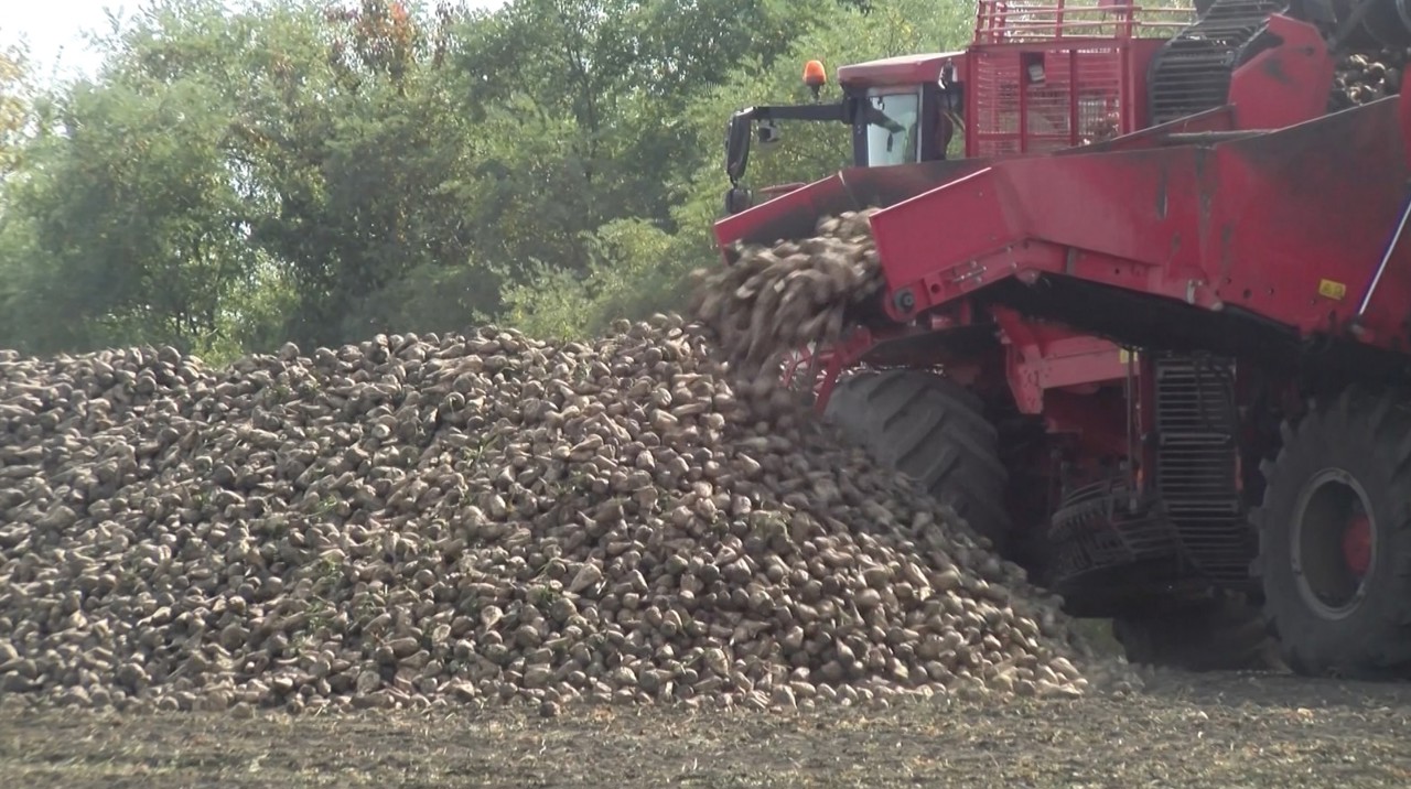 Recolta de sfeclă de zahăr | Până la 45 de tone la hectar, estimează agricultorii din nordul țării: „Calitate mult mai bună decât în ultimii doi ani” 