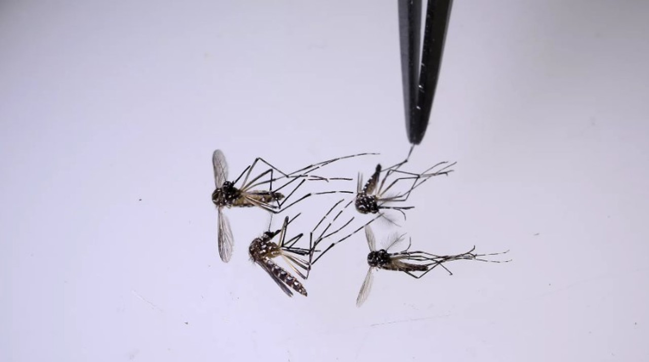 AP / A scientist analyzes mosquitoes at the World Mosquito Program laboratory in Medellin, Colombia, Thursday, Aug. 10, 2023